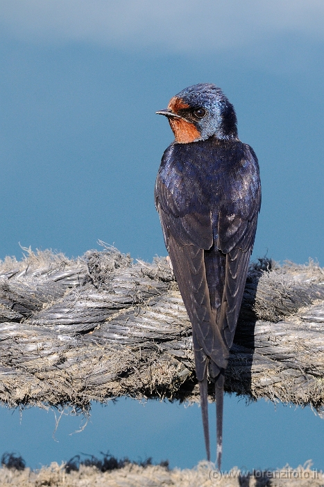 43787 Hirundo rustica (Rondine comune).jpg